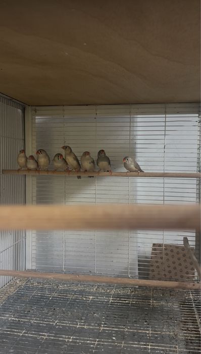 Vendo mandarins em casais