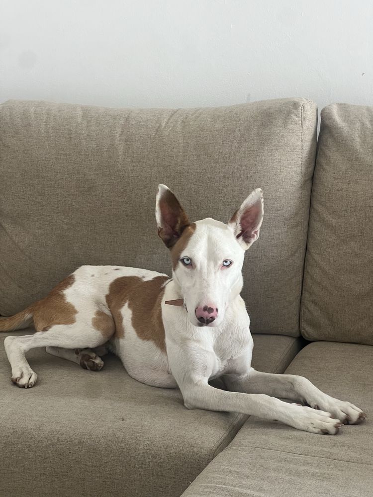 Dobermann cao para vender
