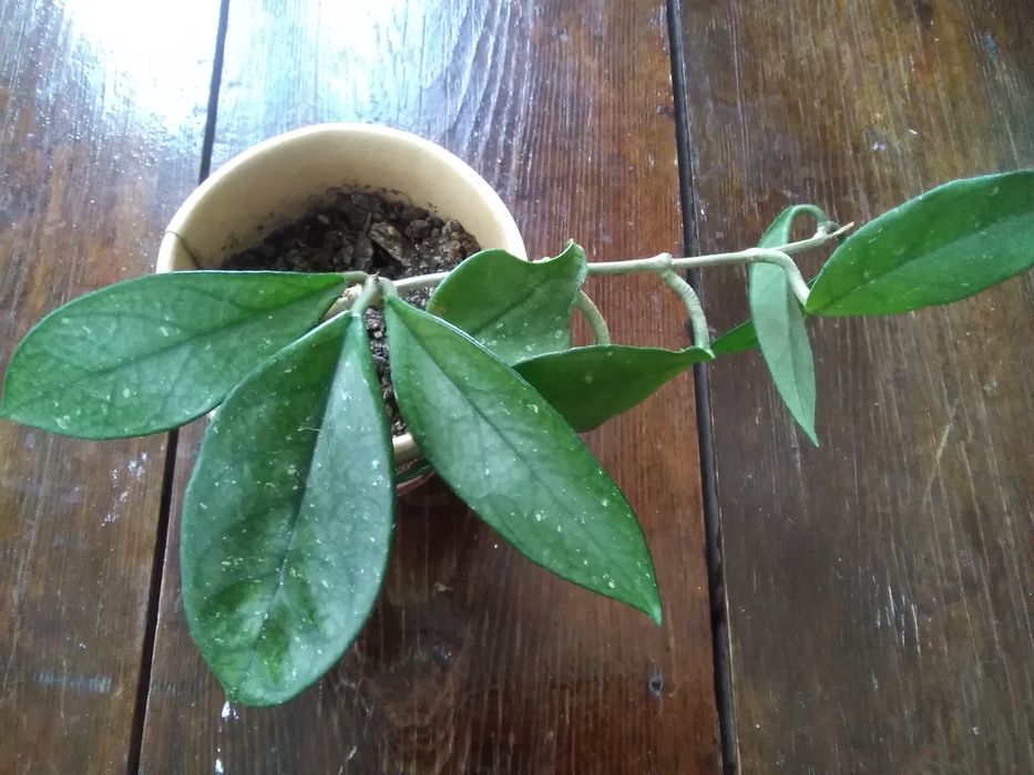 . Алоэ.Хойя.Плектрантус.