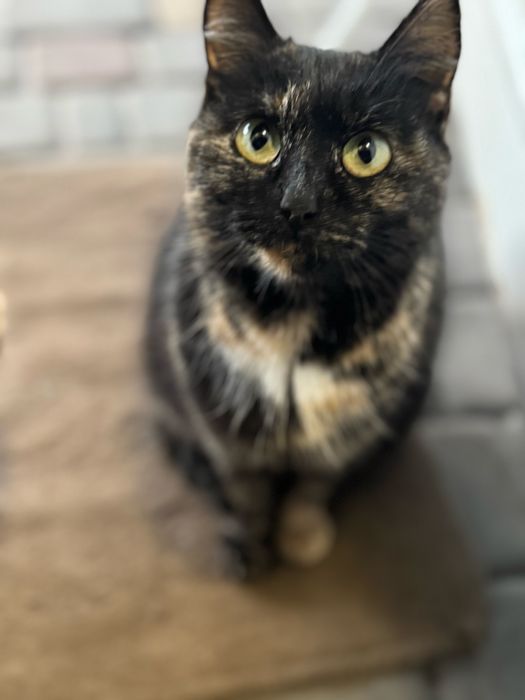 Віддам кішечку в добрі руки.