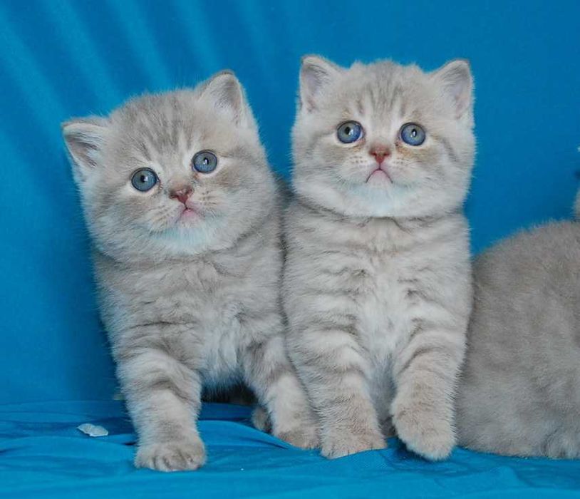 Котята  шотландские лиловые табби