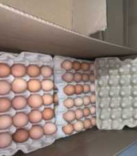 Яйца для інкубації несучка, м'ясні породи, бройлер