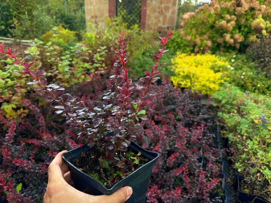 Berberys Thunberga 'Dart's Red Lady' (Berberis thunbergii) Poj. 2.0L