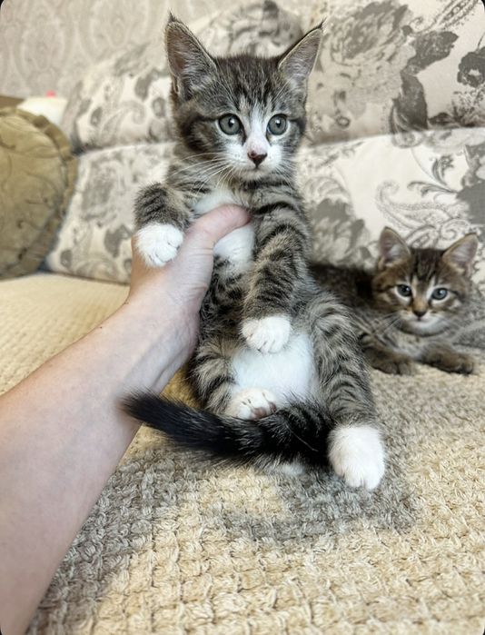 Красивая Европейская Куколка )