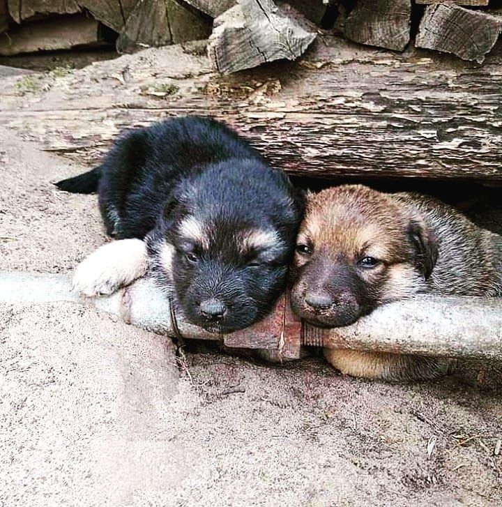 Подарую класних цуциків