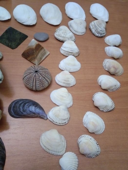 Набор,ракушки,украшения для аквариума,термометр