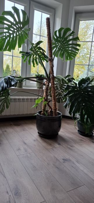 Monstra GIGANT - kolekcjonerska