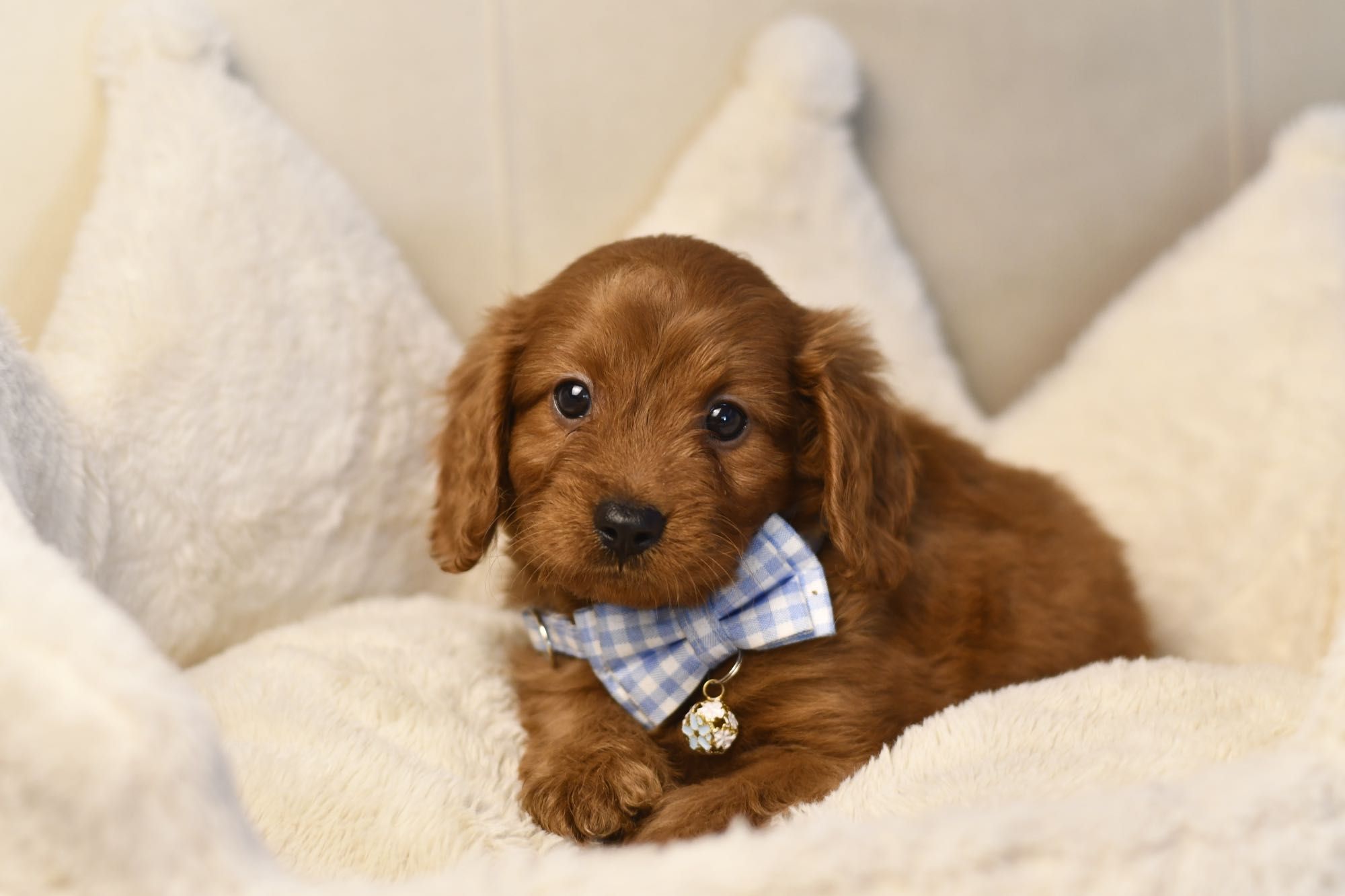 Cavapoo F1 RED BROWN wyjątkowy chłopiec gotowy do odbioru