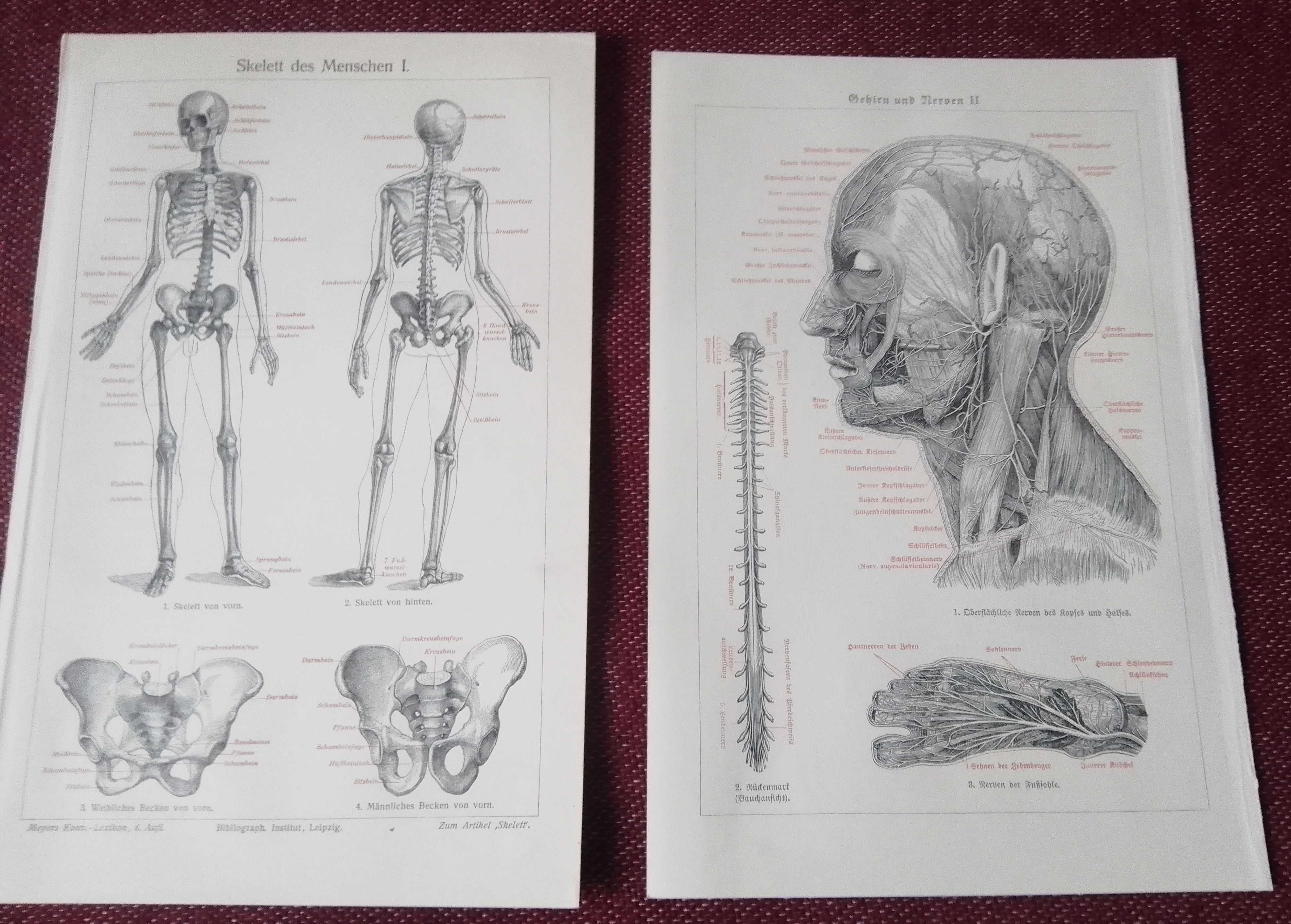 Medycyna piękne, oryginalne XIX w. grafiki na ścianę