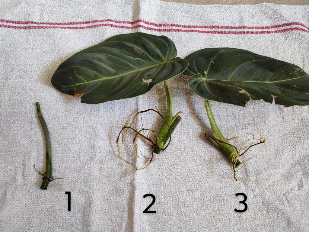 filodendron melanochrysum x 3