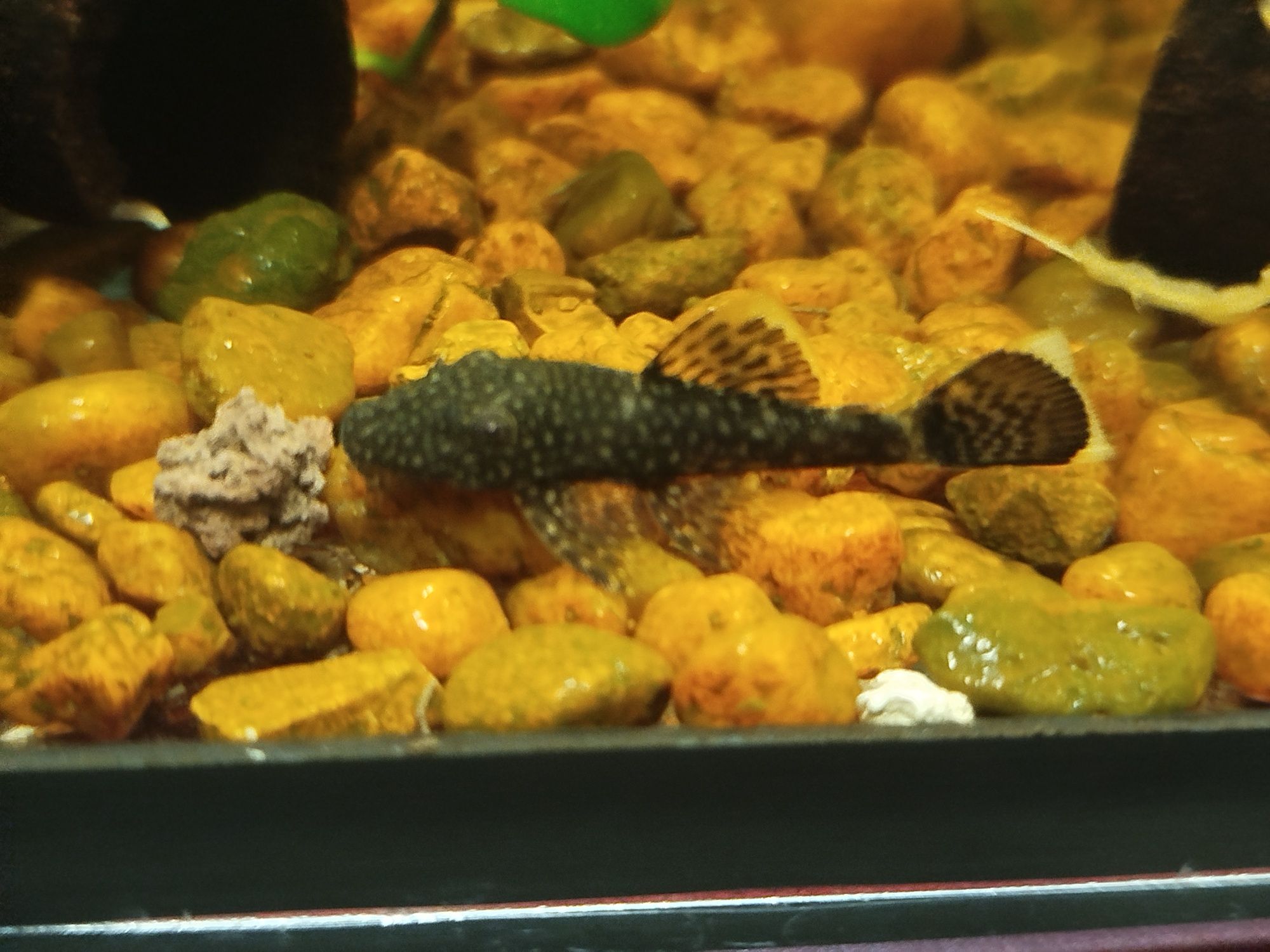 Glonojad około 5cm