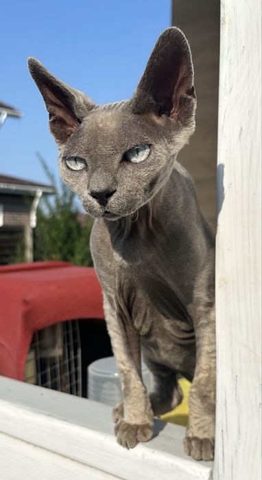 Допоможіть знайти кота!