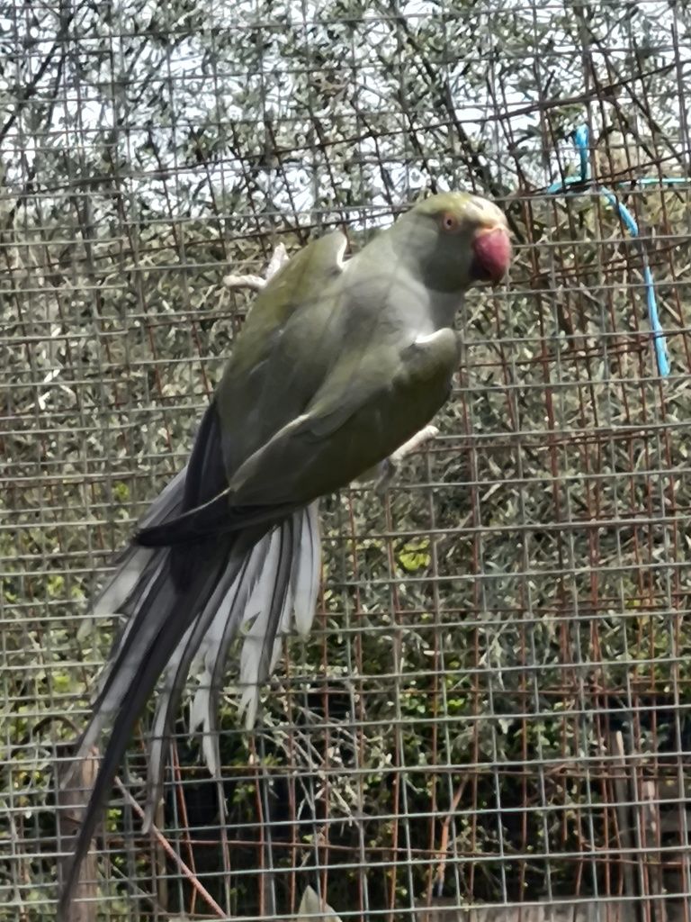 Ringneck Fêmea Cinza Turquesa/CC 2023