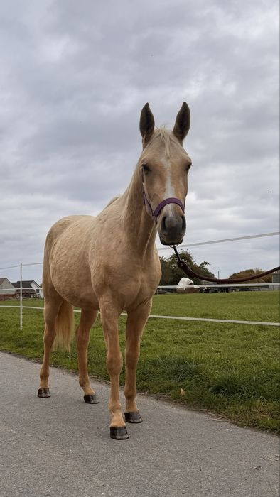 Quarab palomino wałach