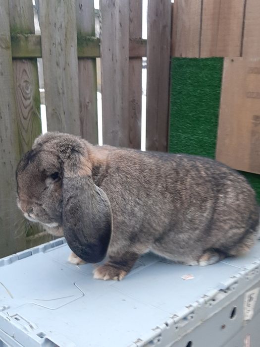 Samice Francuski Baran Szary po ocenach