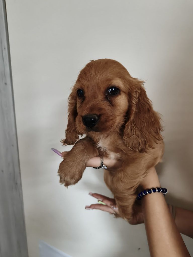Cocker spaniel pies