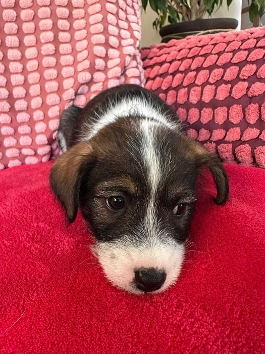 Wenus - mała psia dziewczynka do adopcji!