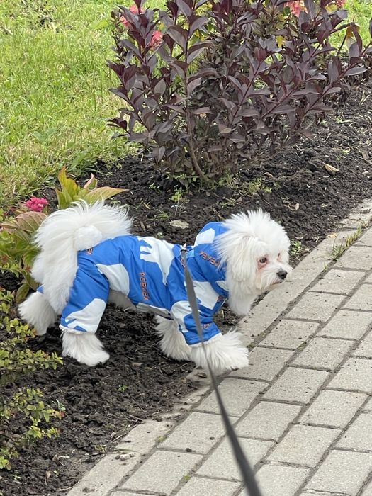 Продам собачку мальтезе 8 місяців