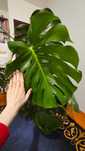 Duży Kwiatek Monstera