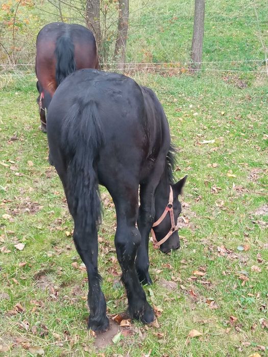 Sprzedam 2 źrebaki rasy PKZ