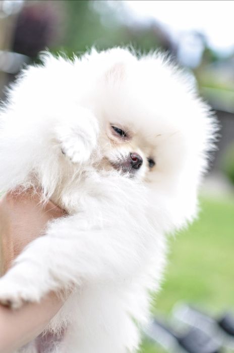 Pomeranian chłopak fci