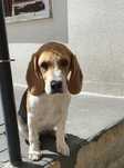 Beagle fêmea pura