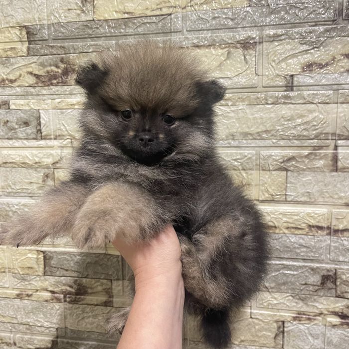 Померанський шпіц