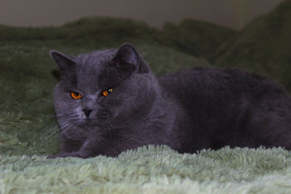 Хлопчик та дівчинка голубої крові