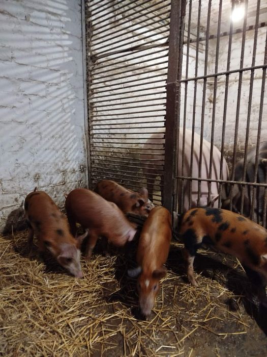 Продам поросят породи Петрен -Дюрок