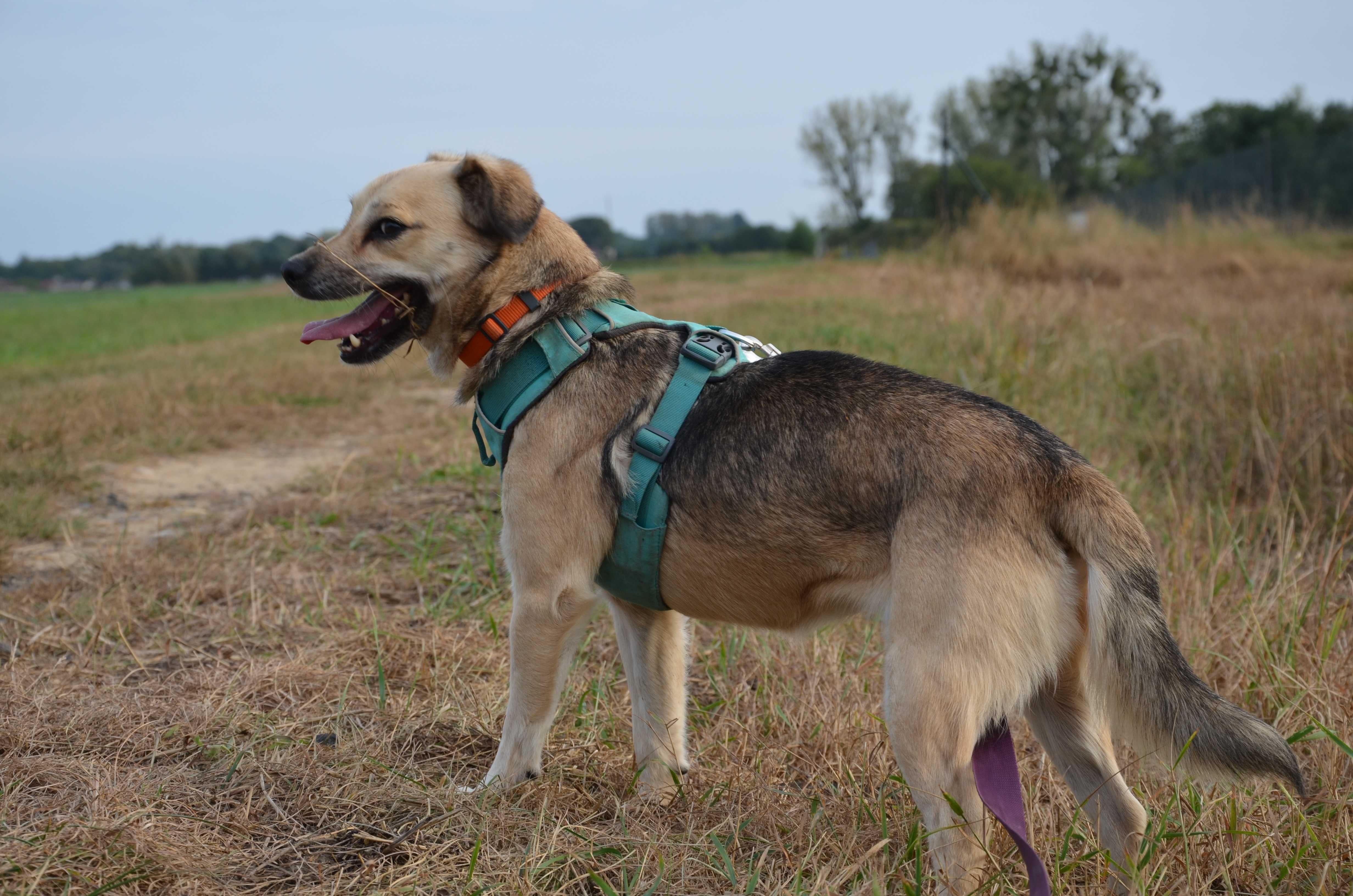 Spacja - mała, sunia, szukająca swego domu i człowieka - do adopcji.