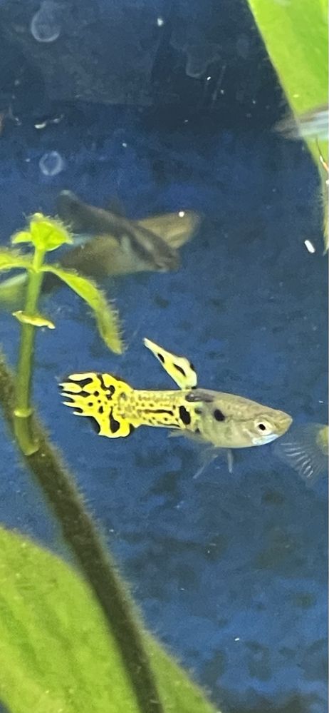 Vendem-se guppys