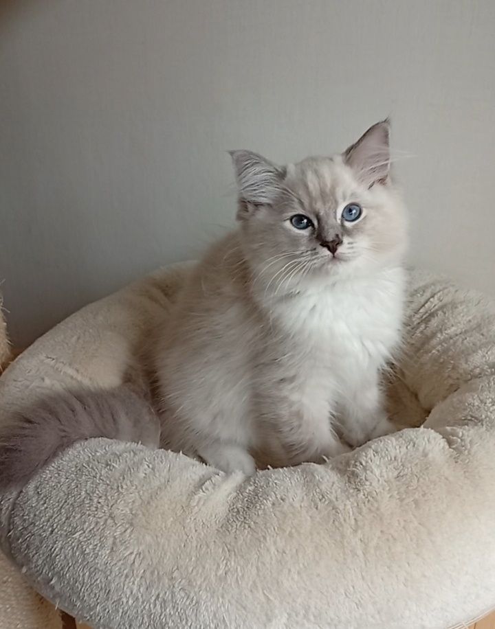Ragdoll kociak FPL