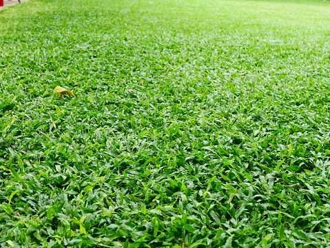 Vende-se Relva gramao brasileiro