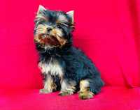 Suczka York z rodowodem Yorkshire Terrier