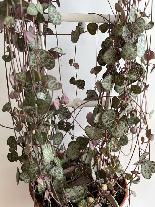 Церопегія Вуду варієгатна