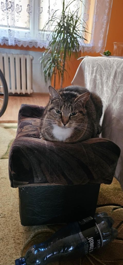 Kotki do oddania wysterylizowane - Julka i Pyśka