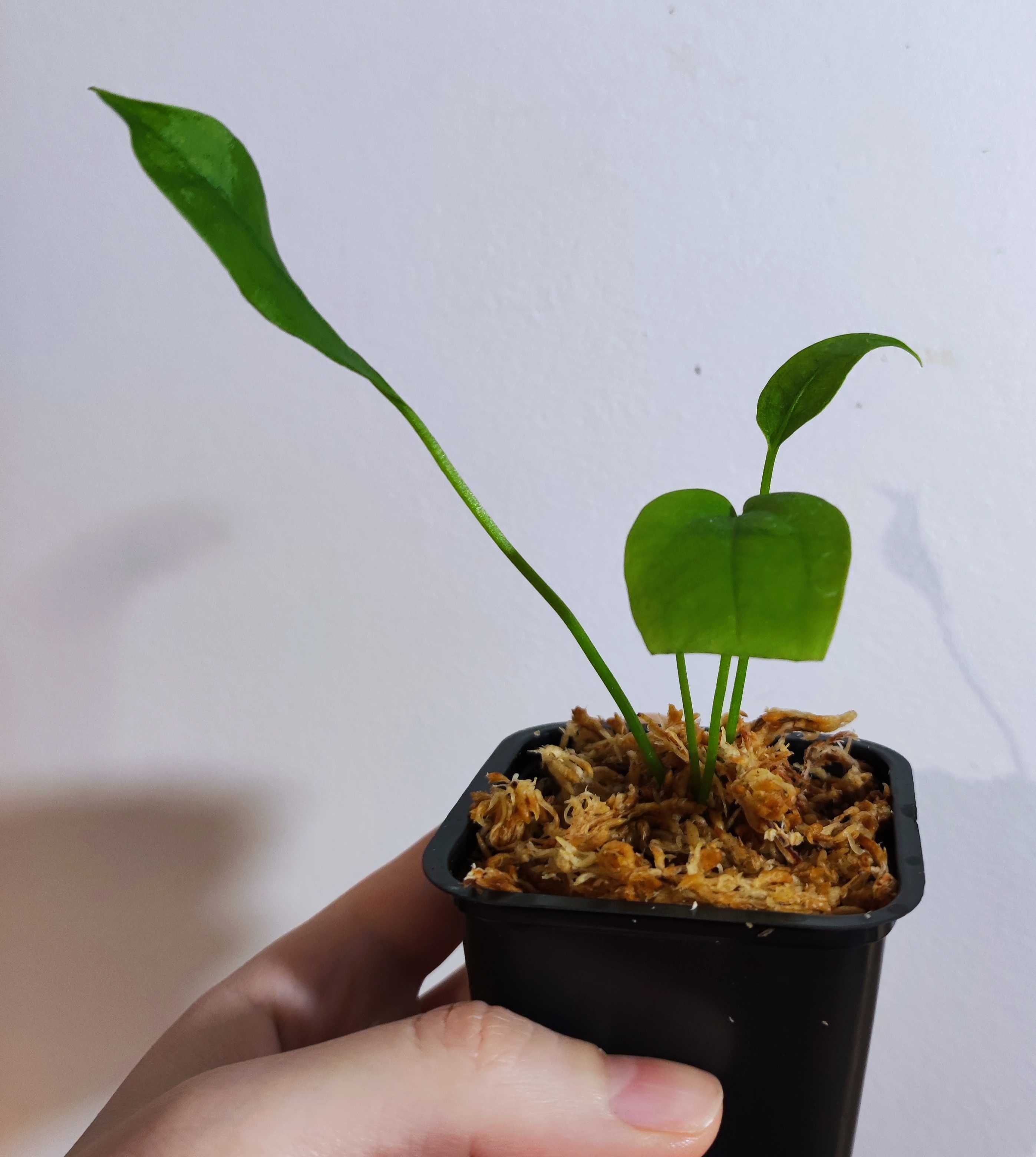 Anthurium Gracilis anturium sadzonka nr 1