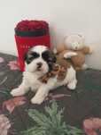 Cudny*GUCCI*Shihtzu z Brit Life*PL Zapraszamy do rezerwacji Rodowód