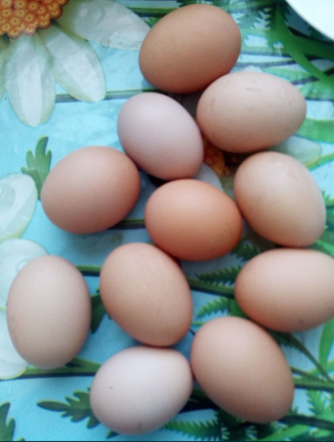 Домашні яйця курячі.