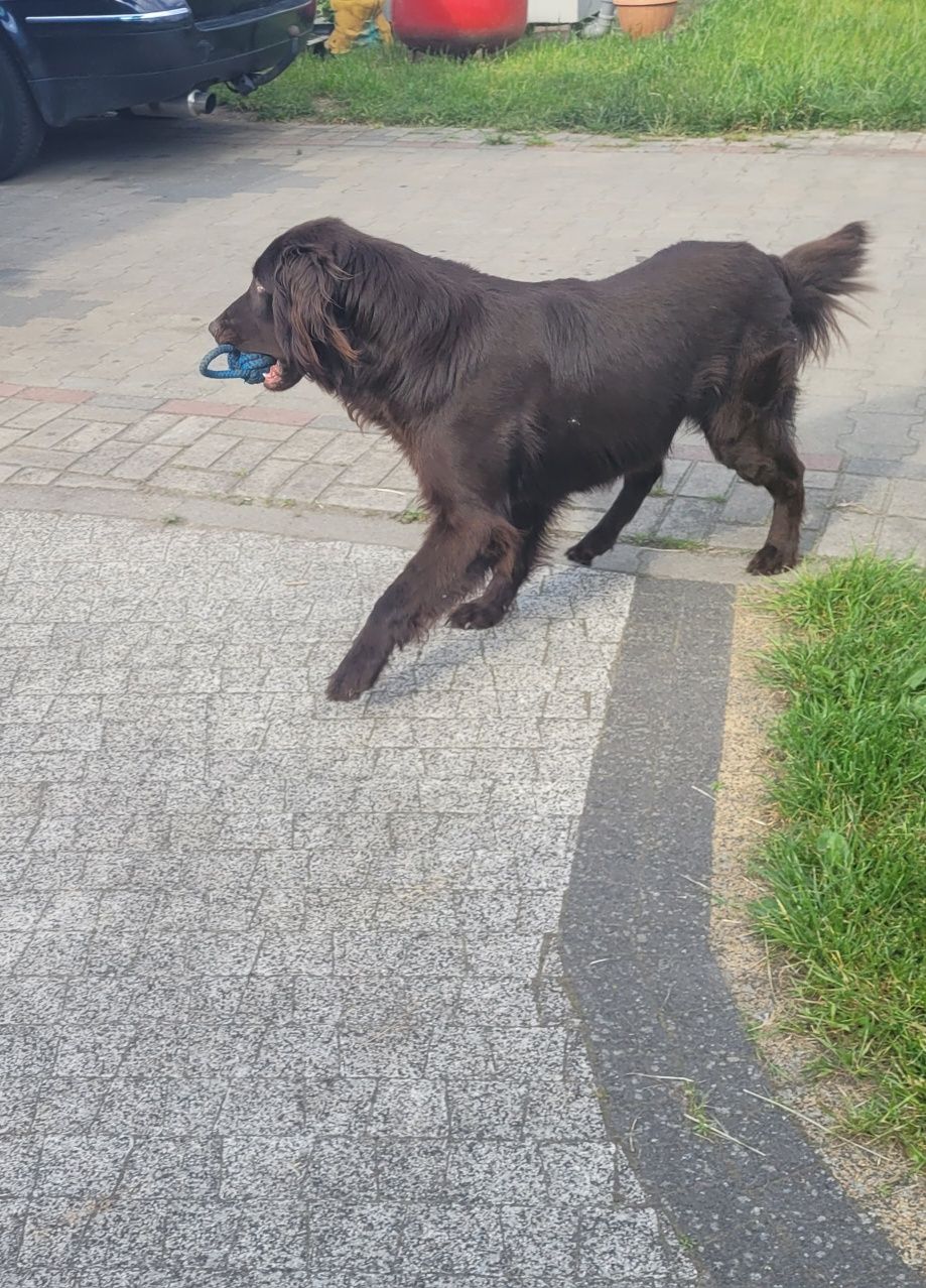 Flat Coated Retriever FCI