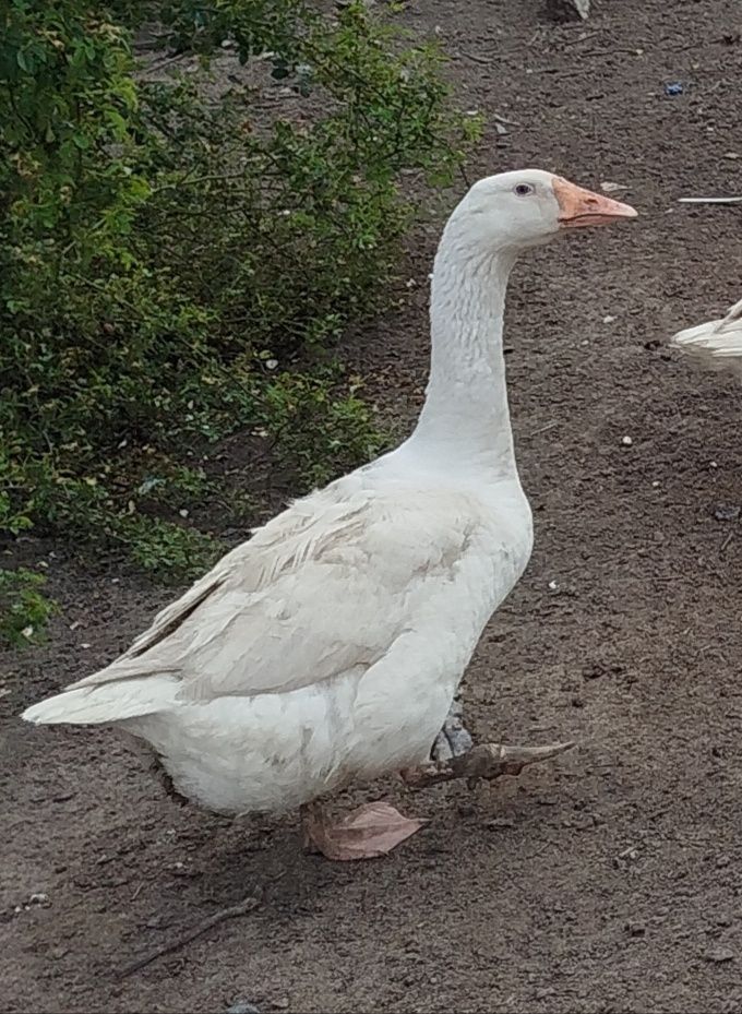 Sprzedam duze gęsi