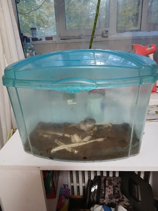 Продам тераріум для тварин 46 на25 на27