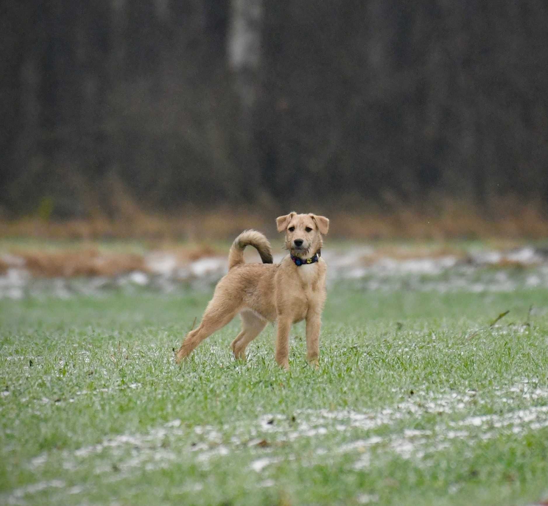 PYRA zwana LUŚKĄ ok. 5 miesięczna suczka mix teriera do adopcji.