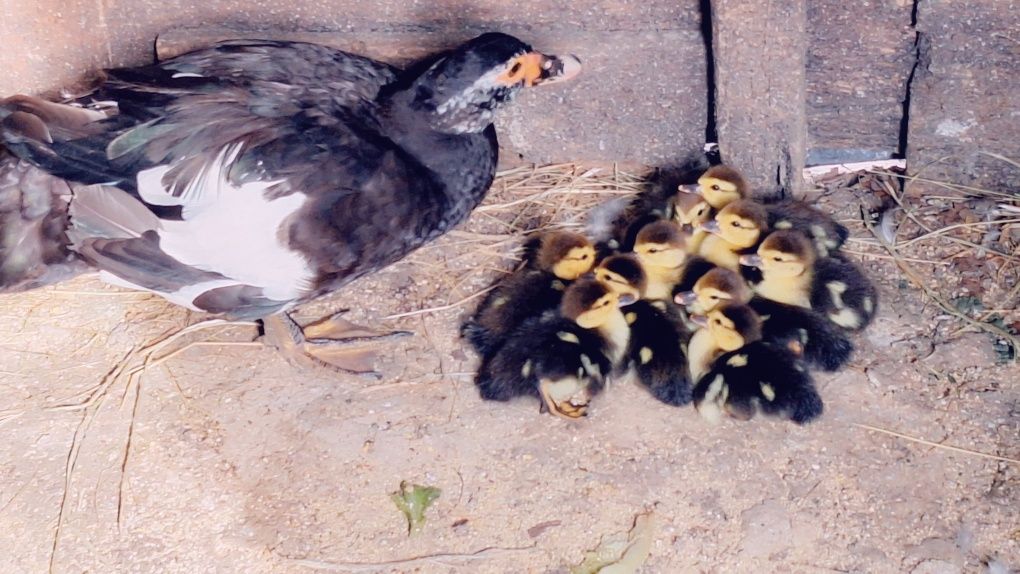 Patos mudos novos