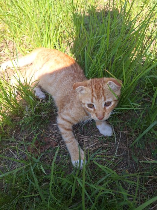 Рижие кошенята в добрі руки