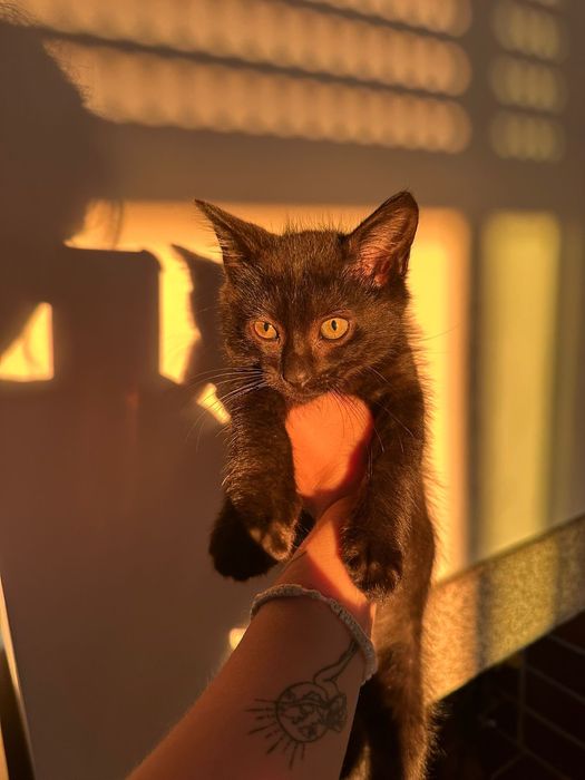 Gato bebé para adoção responsável