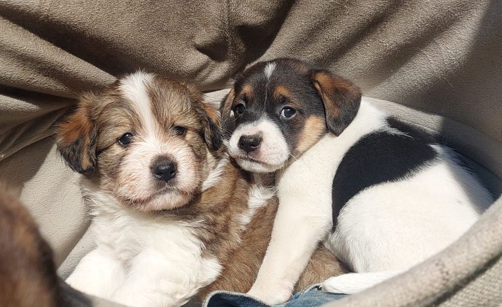 Suczka nadal do oddania