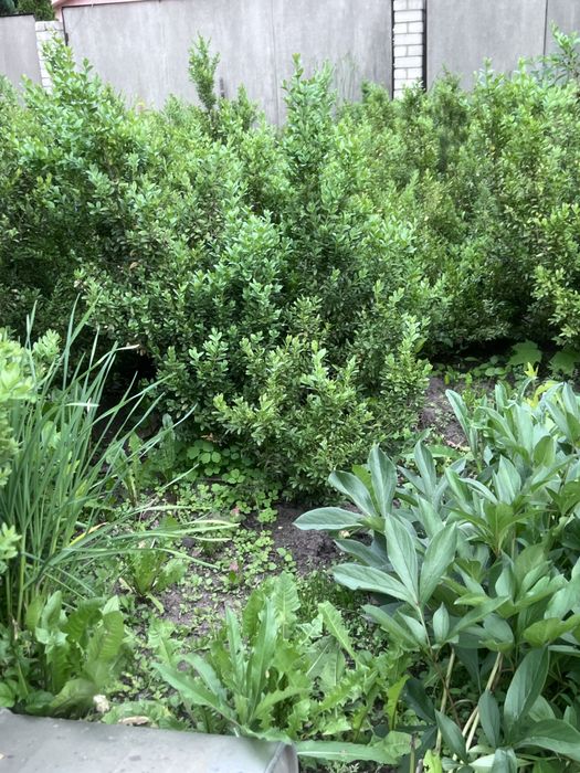 Самшит разные размеры