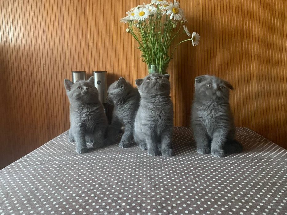 Котята британцы.