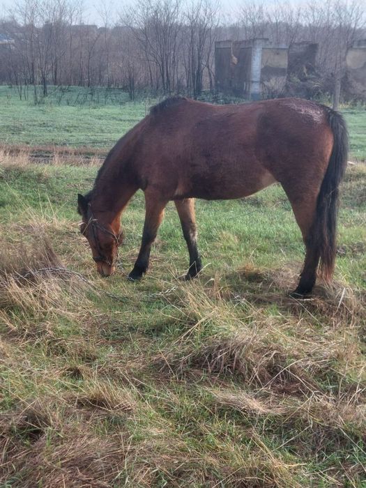 Продається Кобила